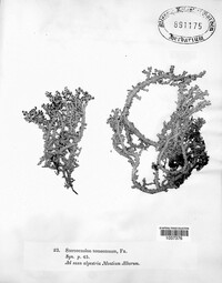 Stereocaulon tomentosum image